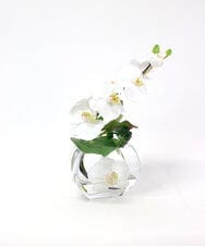 TTNTA55150 EMILIO ROBBA(エミリオ ロバ) ファレノプシスS-b その他