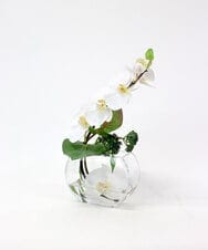 TTNTA55150 EMILIO ROBBA(エミリオ ロバ) ファレノプシスS-b その他