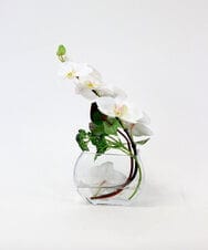 TTNTA55150 EMILIO ROBBA(エミリオ ロバ) ファレノプシスS-b その他