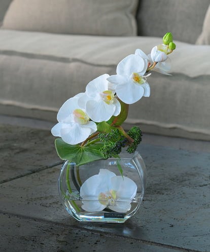 TTNTA55150  ファレノプシスS-b