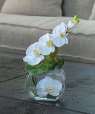 TTNTA55150 EMILIO ROBBA(エミリオ ロバ) ファレノプシスS-b その他