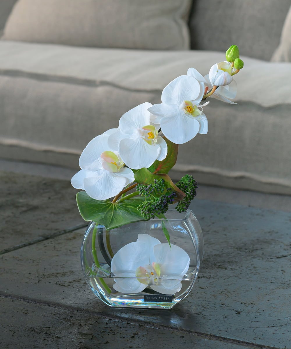 TTNTA55150 EMILIO ROBBA ファレノプシスS-b