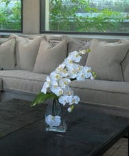 TTNTA56300 EMILIO ROBBA(エミリオ ロバ) ファレノプシス4L その他