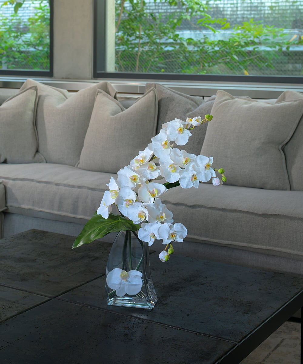 TTNTA56300 EMILIO ROBBA(エミリオ ロバ) ファレノプシス4L その他