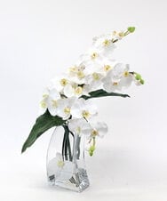 TTNTA56300 EMILIO ROBBA(エミリオ ロバ) ファレノプシス4L その他