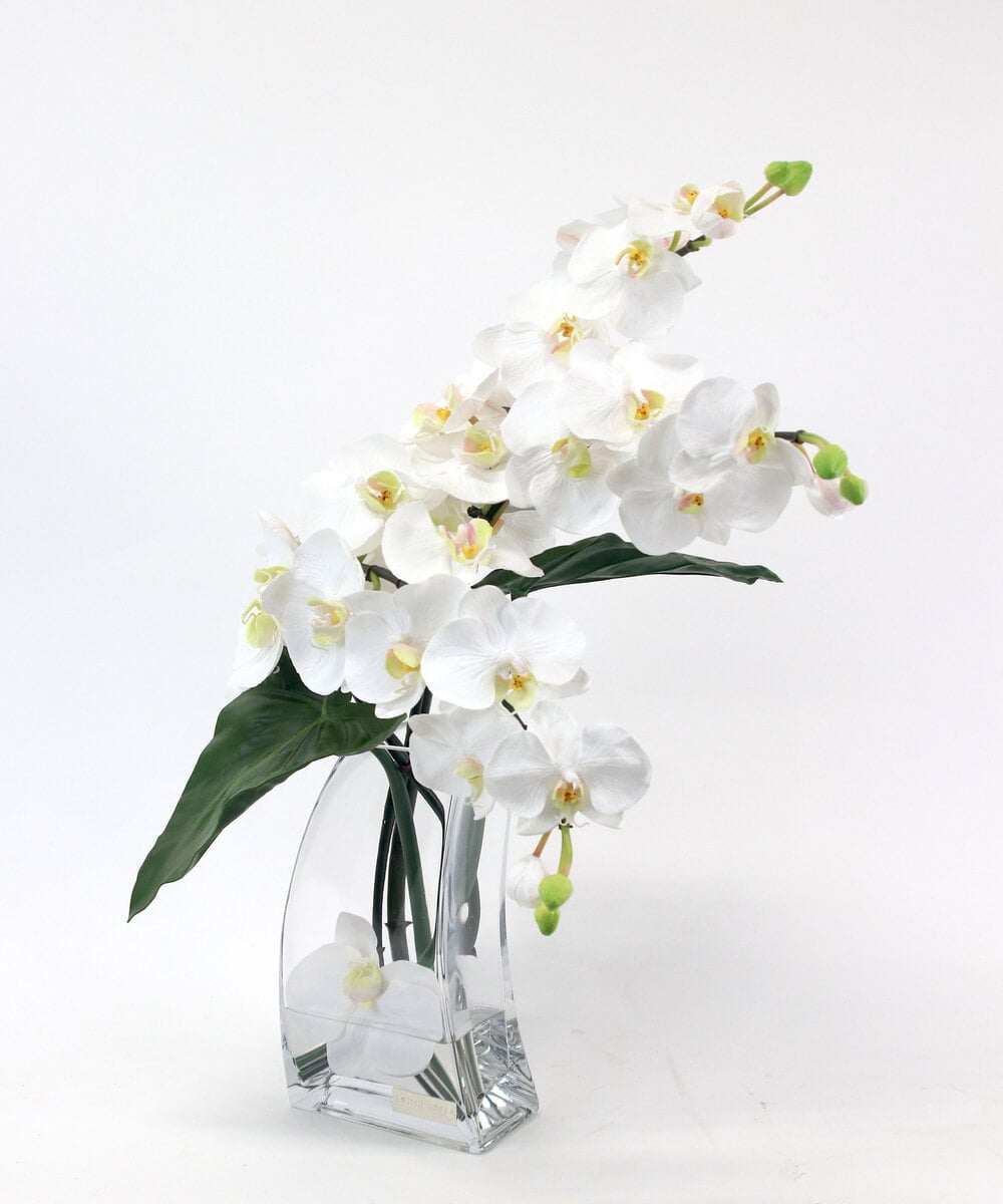 TTNTA56300 EMILIO ROBBA(エミリオ ロバ) ファレノプシス4L その他