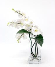 TTNTA56300 EMILIO ROBBA(エミリオ ロバ) ファレノプシス4L その他