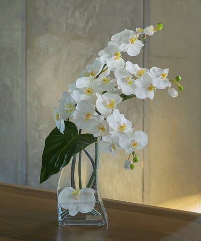 TTNTA56300 EMILIO ROBBA ファレノプシス4L