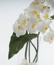 TTNTA56300 EMILIO ROBBA(エミリオ ロバ) ファレノプシス4L その他