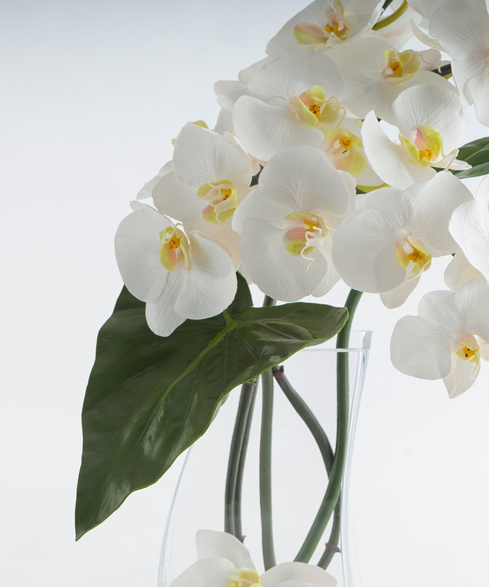 TTNTA56300 EMILIO ROBBA(エミリオ ロバ) ファレノプシス4L その他