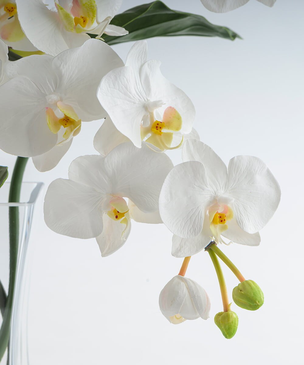 TTNTA56300 EMILIO ROBBA(エミリオ ロバ) ファレノプシス4L その他