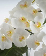 TTNTA56300 EMILIO ROBBA(エミリオ ロバ) ファレノプシス4L その他