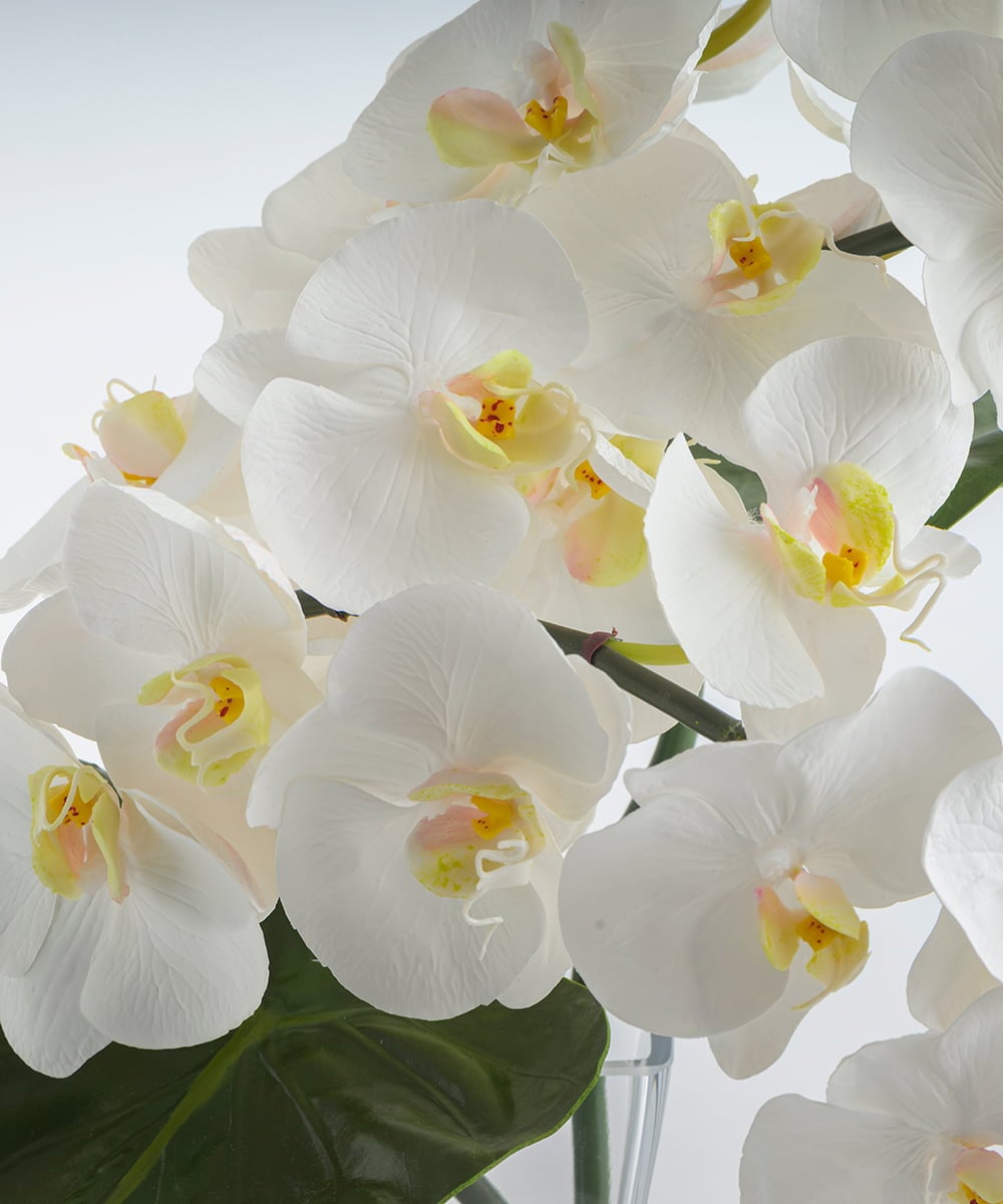 TTNTA56300 EMILIO ROBBA(エミリオ ロバ) ファレノプシス4L その他