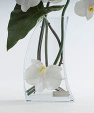 TTNTA56300 EMILIO ROBBA(エミリオ ロバ) ファレノプシス4L その他