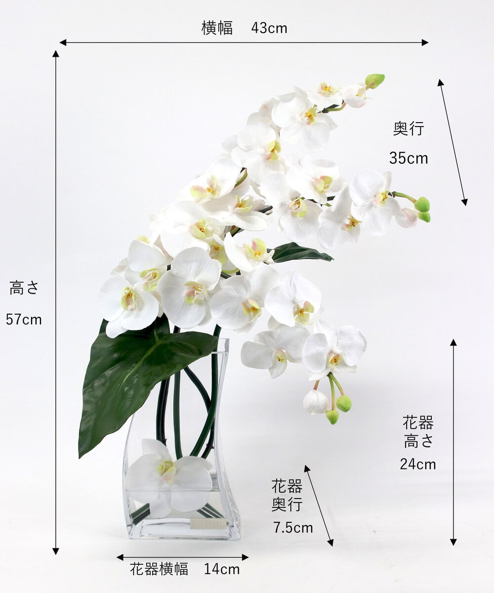 TTNTA56300 EMILIO ROBBA(エミリオ ロバ) ファレノプシス4L その他