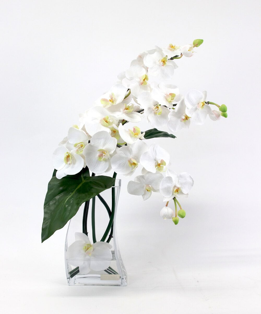 TTNTA56300 EMILIO ROBBA(エミリオ ロバ) ファレノプシス4L その他