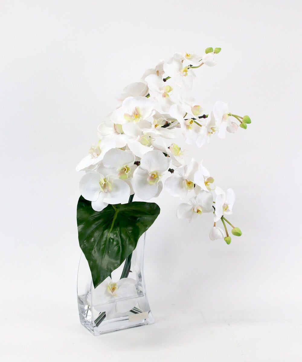 TTNTA56300 EMILIO ROBBA(エミリオ ロバ) ファレノプシス4L その他