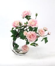 TTNTA63300 EMILIO ROBBA(エミリオ ロバ) プリマローズpk-3L その他