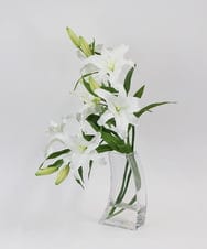 TTNTA93450 EMILIO ROBBA(エミリオ ロバ) カサブランカ5L その他