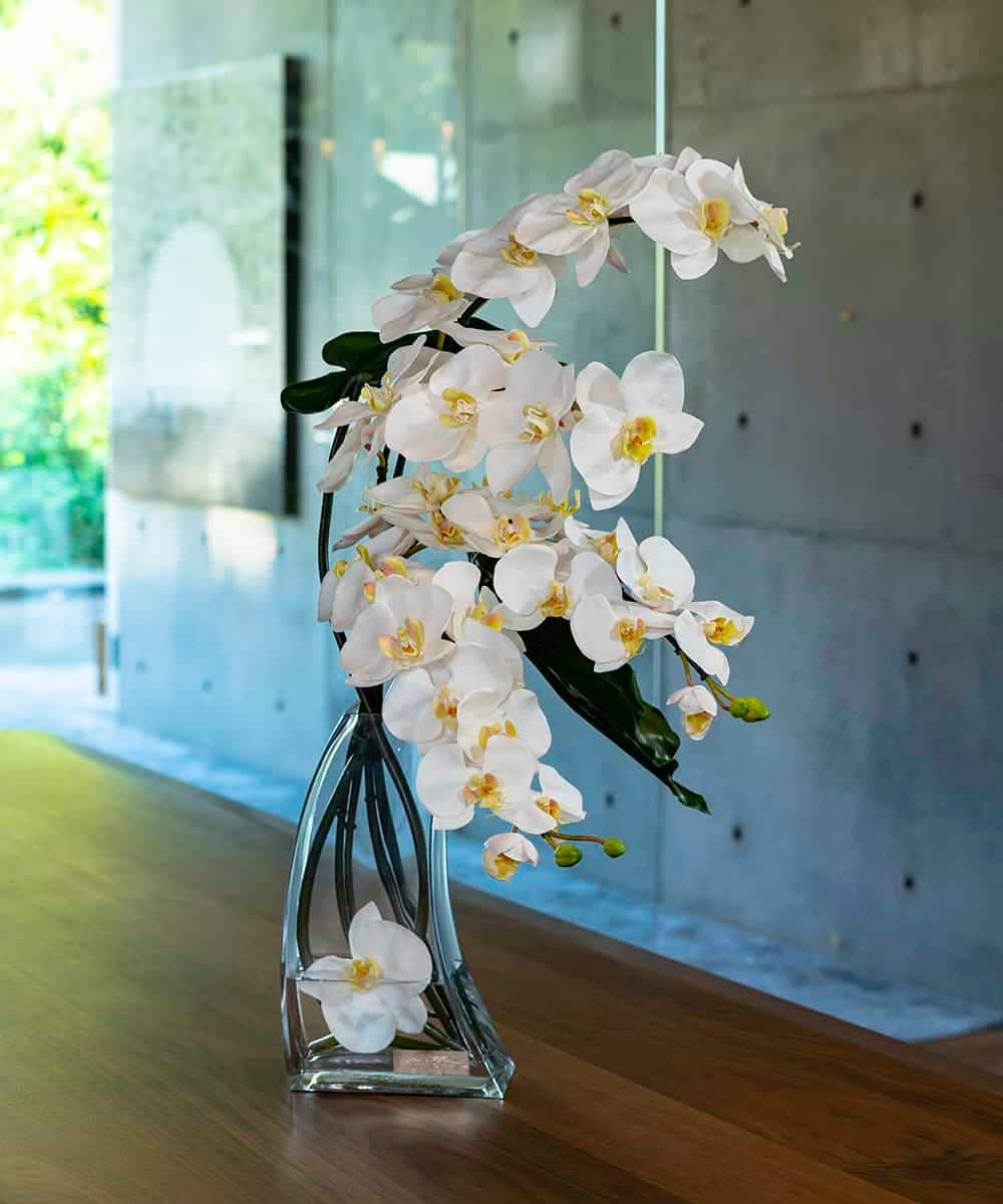 ファレノプシス２l オーキッド 胡蝶蘭 Emilio Robba エミリオ ロバ イトキンオンラインストア