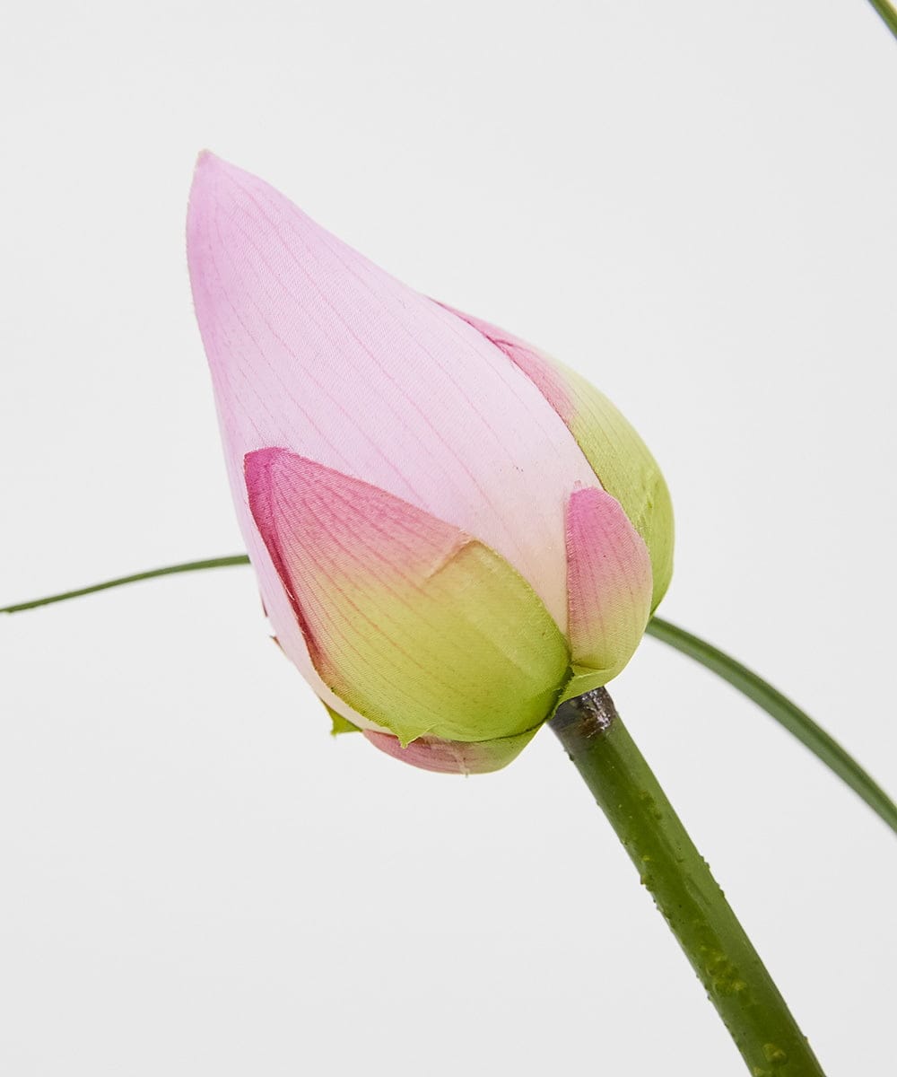 TTNTP21200 EMILIO ROBBA(エミリオ ロバ) ロータスpk-4L その他