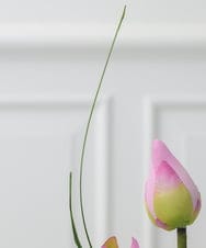 TTNTS20100 EMILIO ROBBA(エミリオ ロバ) ロータスpk-M その他