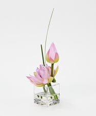 TTNTS20100 EMILIO ROBBA(エミリオ ロバ) ロータスpk-M その他