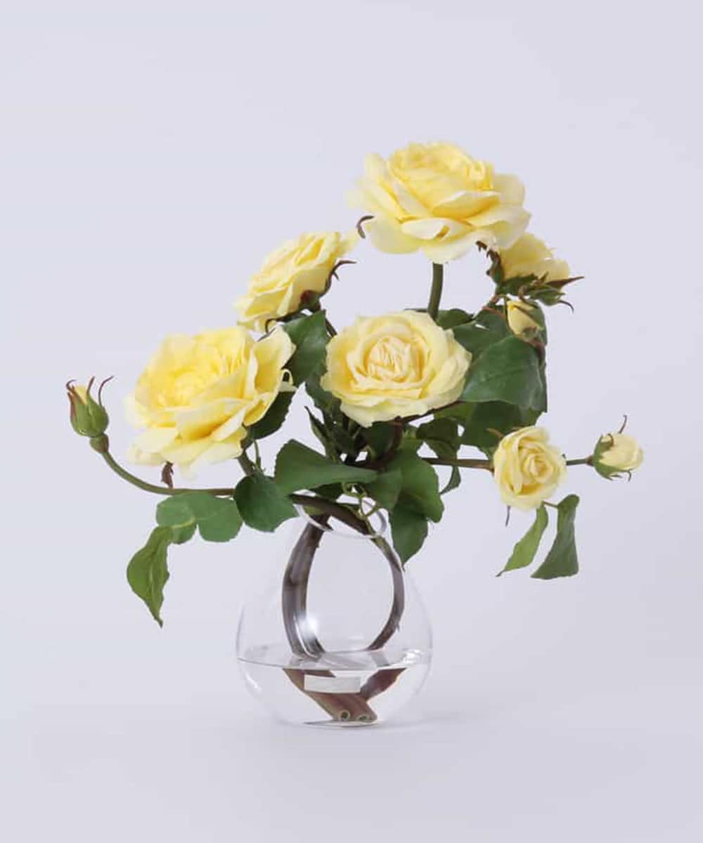 TTNTS34200 EMILIO ROBBA(エミリオ ロバ) プリマローズye-L その他