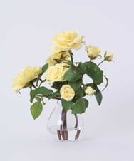 TTNTS34200 EMILIO ROBBA(エミリオ ロバ) プリマローズye-L その他