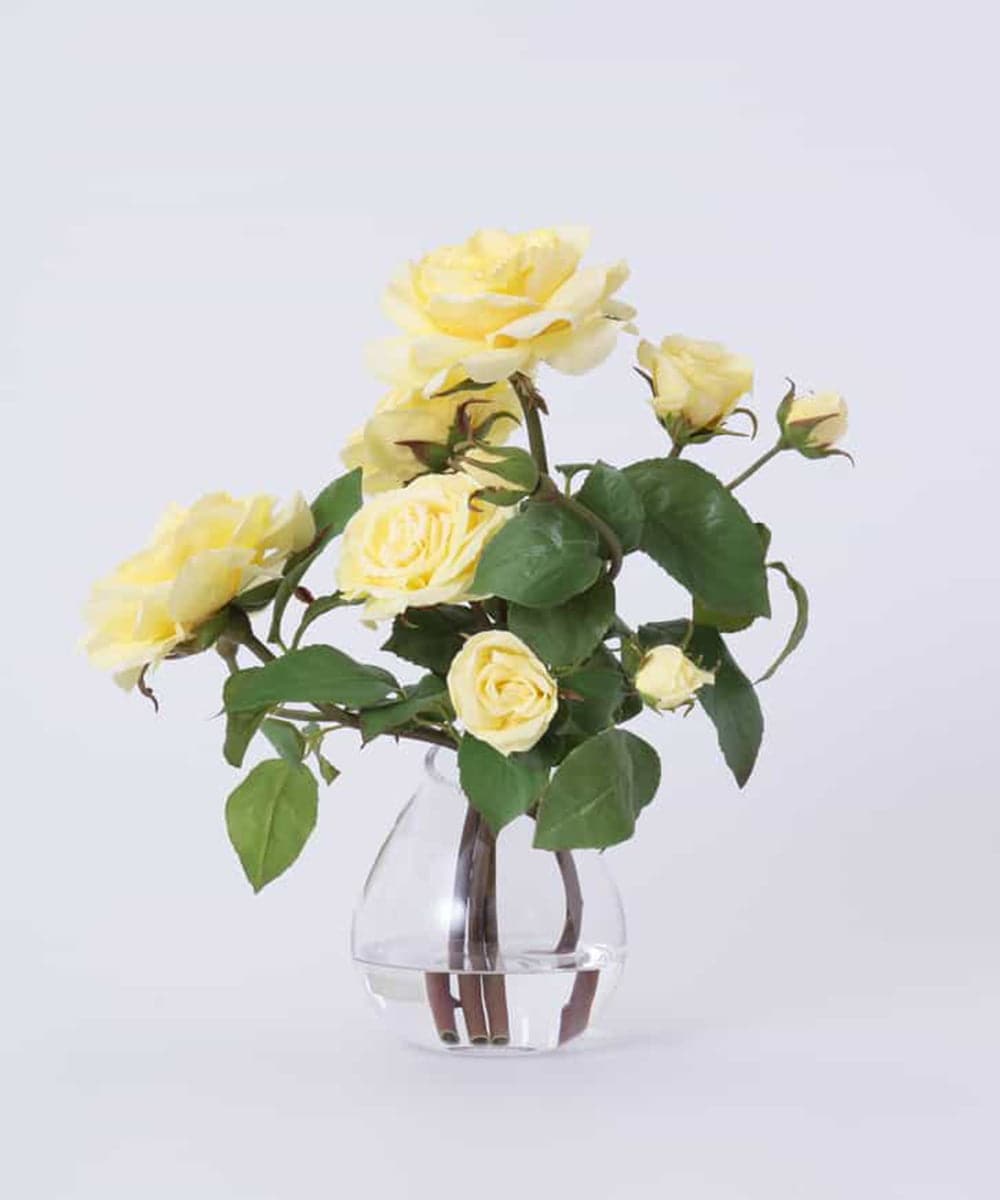 TTNTS34200 EMILIO ROBBA(エミリオ ロバ) プリマローズye-L その他