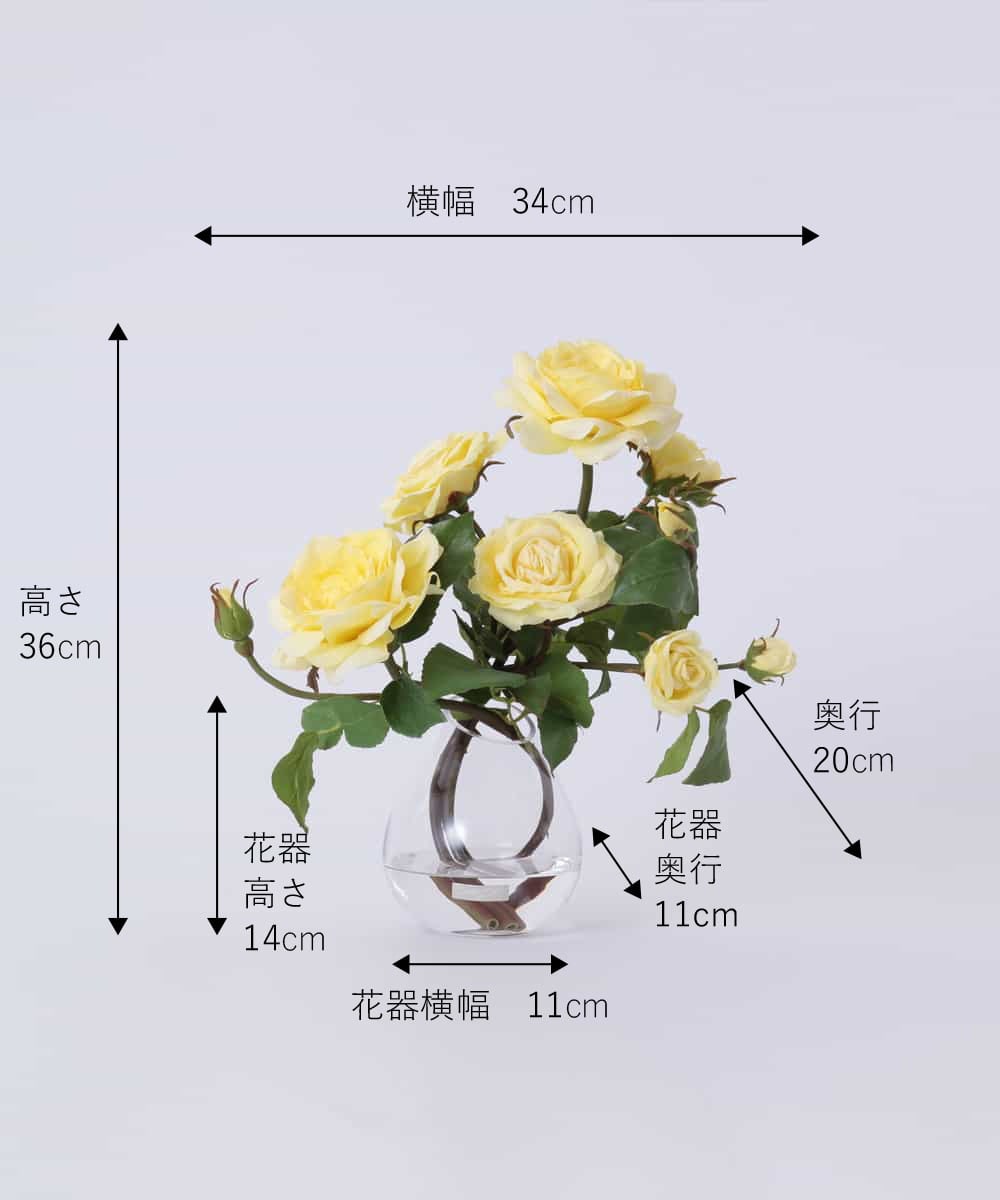 TTNTS34200 EMILIO ROBBA(エミリオ ロバ) プリマローズye-L その他