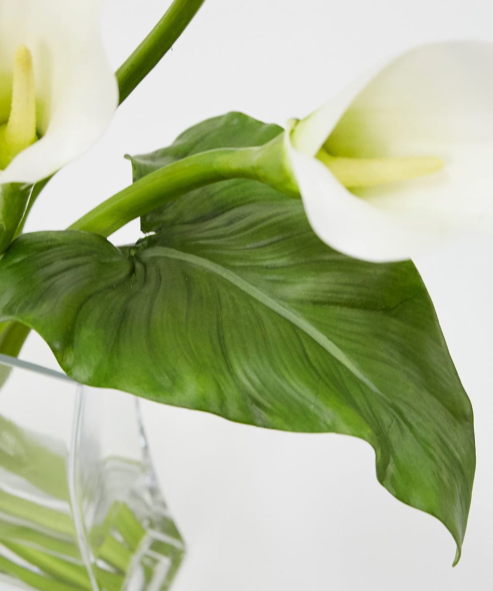 TTNTS41200 EMILIO ROBBA(エミリオ ロバ) カラー2L その他