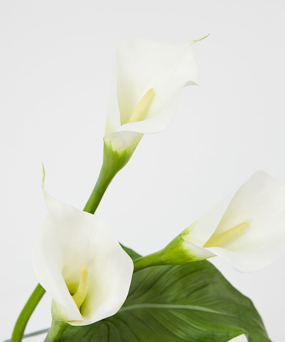 TTNTS41200 EMILIO ROBBA(エミリオ ロバ) カラー2L その他