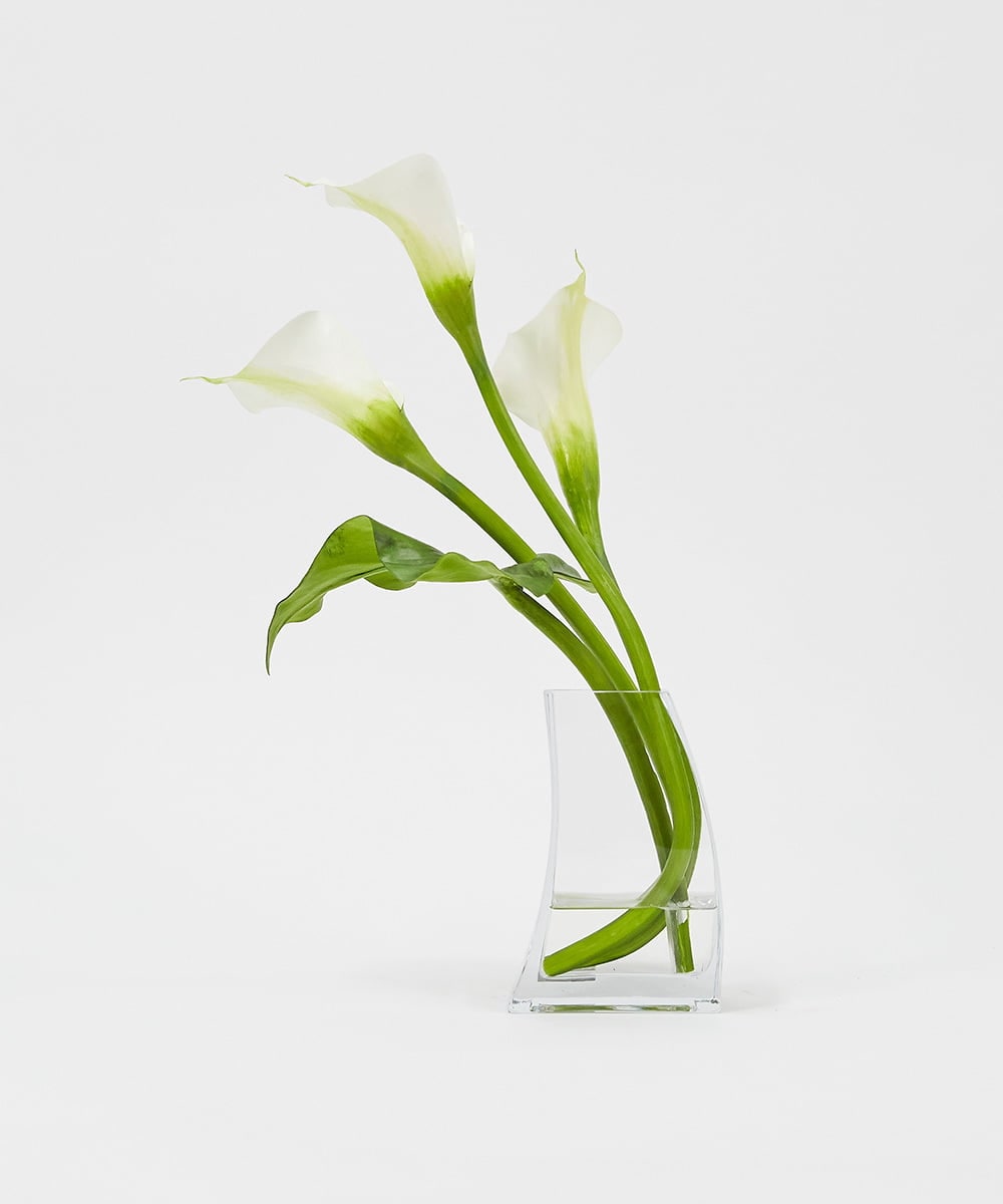 TTNTS41200 EMILIO ROBBA(エミリオ ロバ) カラー2L その他