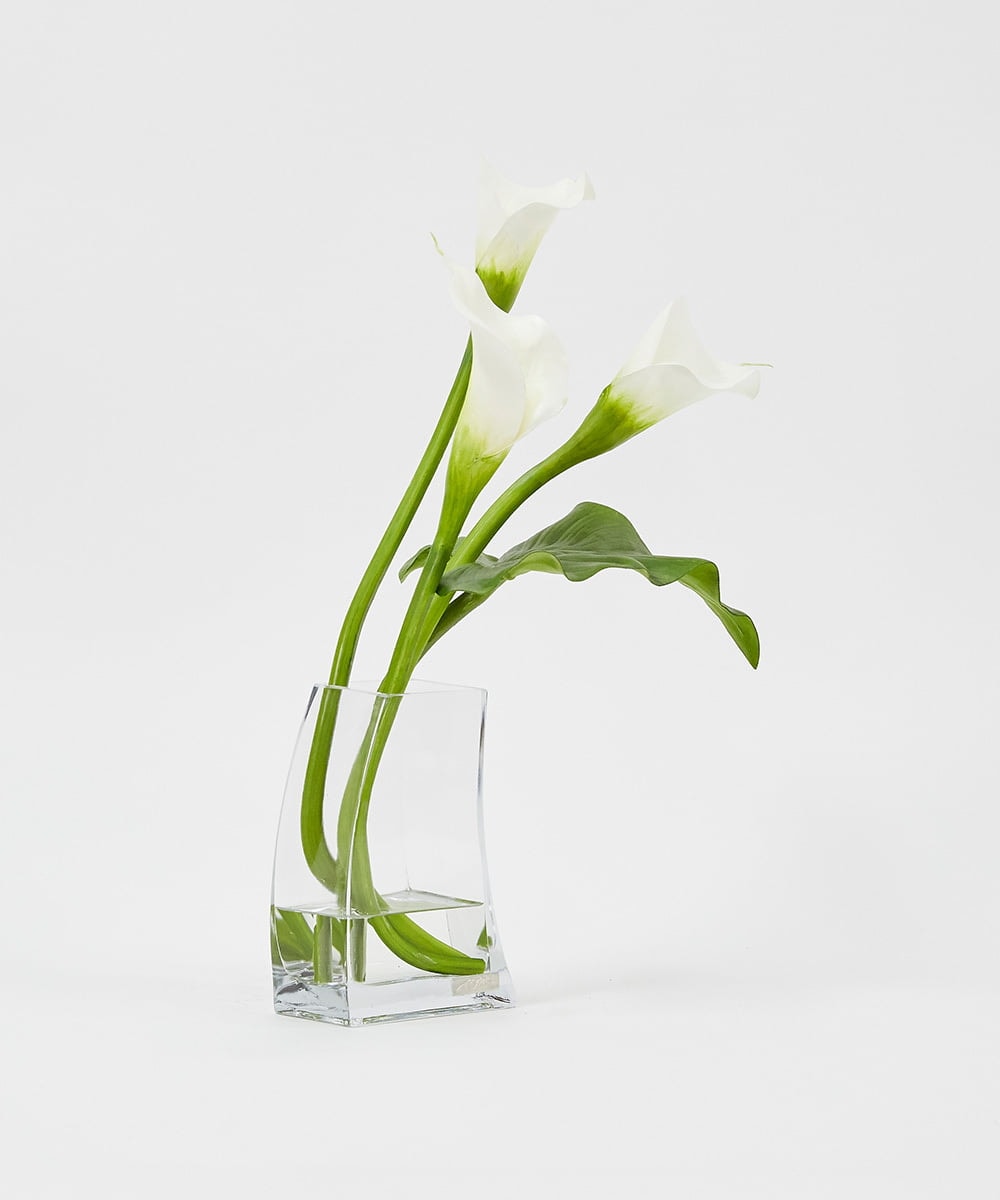 TTNTS41200 EMILIO ROBBA(エミリオ ロバ) カラー2L その他