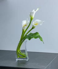 TTNTS41200 EMILIO ROBBA(エミリオ ロバ) カラー2L その他