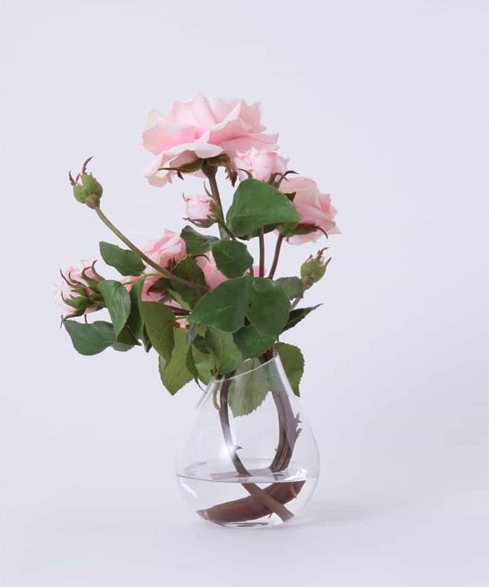 TTNTS64200 EMILIO ROBBA(エミリオ ロバ) プリマローズpk-L その他