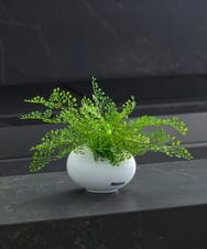 TTTTA03070 EMILIO ROBBA(エミリオ ロバ) アジアンタム その他