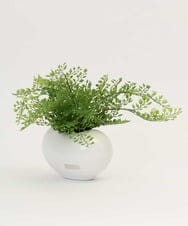 TTTTA03070 EMILIO ROBBA(エミリオ ロバ) アジアンタム その他