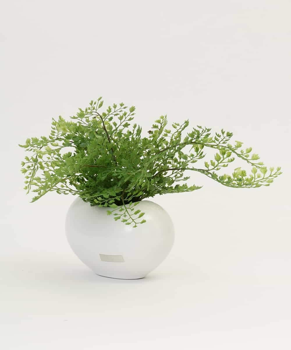 TTTTA03070 EMILIO ROBBA(エミリオ ロバ) アジアンタム その他