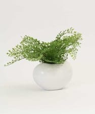 TTTTA03070 EMILIO ROBBA(エミリオ ロバ) アジアンタム その他