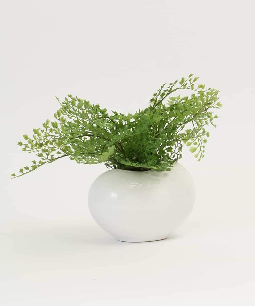 TTTTA03070 EMILIO ROBBA(エミリオ ロバ) アジアンタム その他