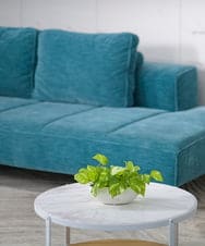 TTTTA04070 EMILIO ROBBA(エミリオ ロバ) ポトスS その他