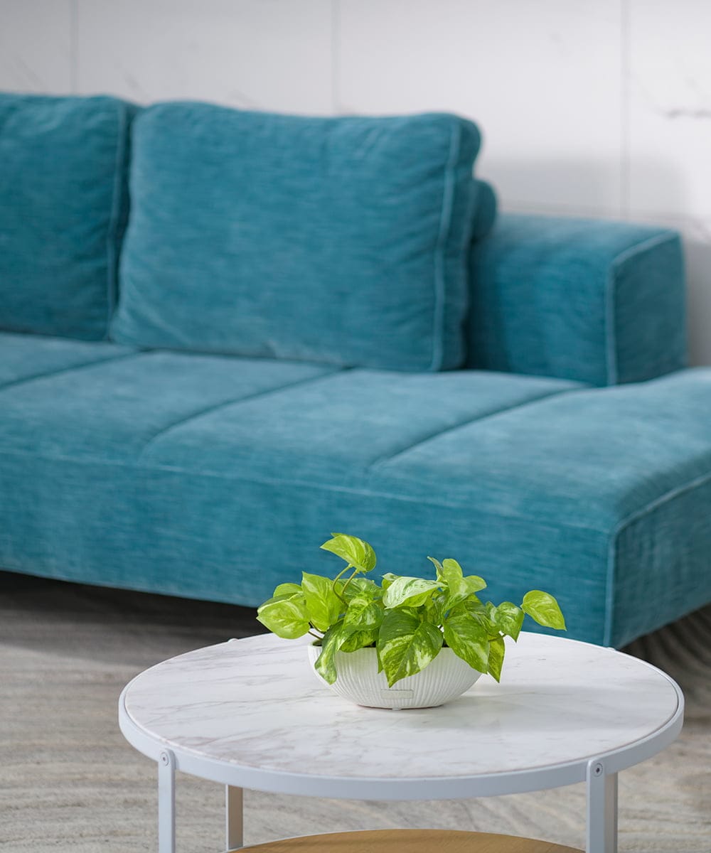 TTTTA04070 EMILIO ROBBA(エミリオ ロバ) ポトスS その他