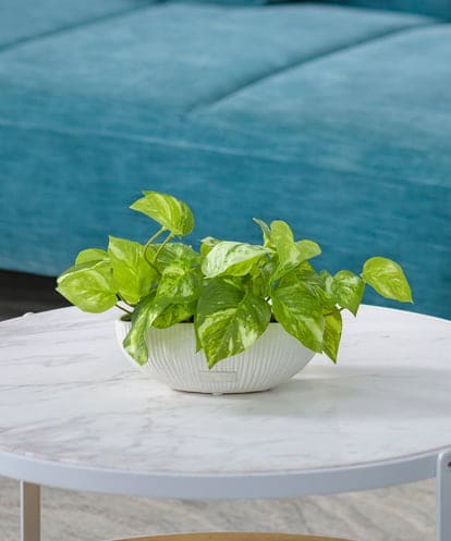 TTTTA04070  ポトスS