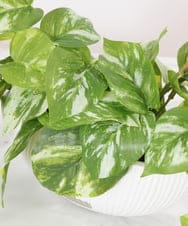 TTTTA04070 EMILIO ROBBA(エミリオ ロバ) ポトスS その他