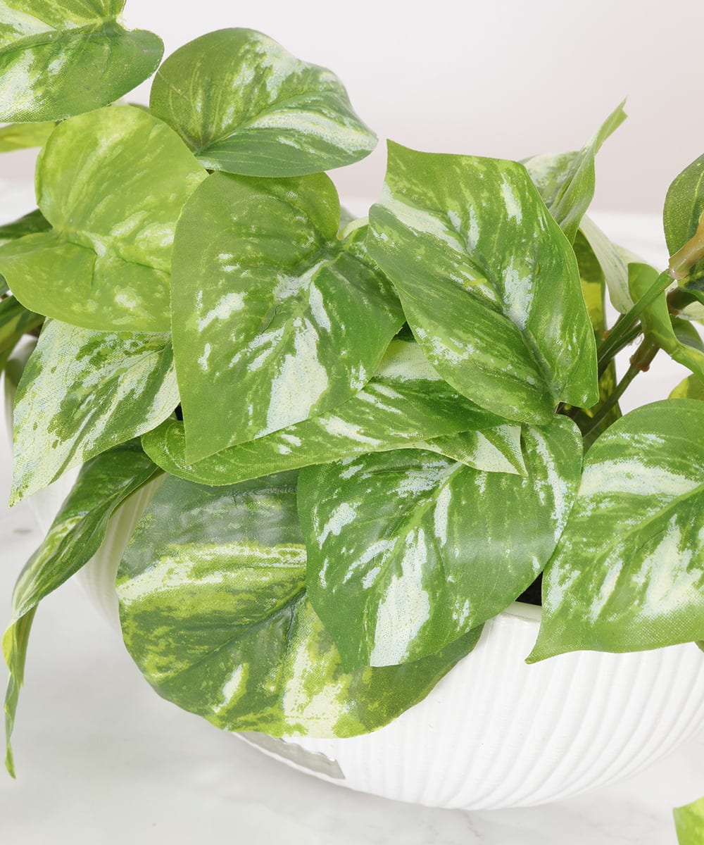 TTTTA04070 EMILIO ROBBA(エミリオ ロバ) ポトスS その他