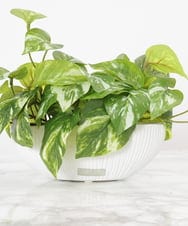 TTTTA04070 EMILIO ROBBA(エミリオ ロバ) ポトスS その他