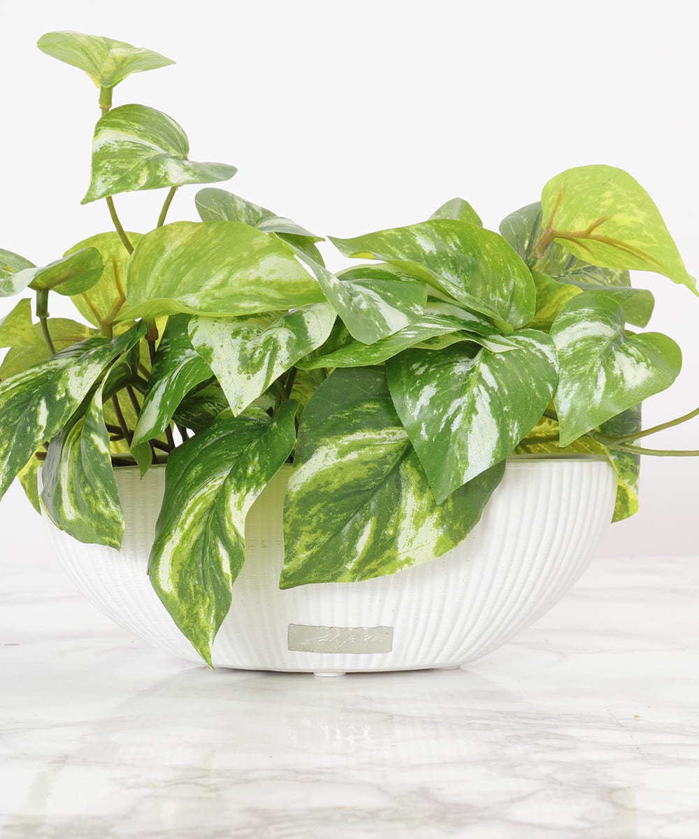 TTTTA04070 EMILIO ROBBA(エミリオ ロバ) ポトスS その他