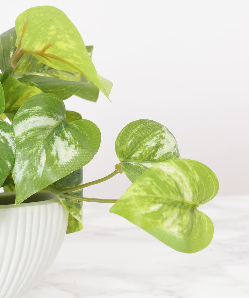 TTTTA04070 EMILIO ROBBA(エミリオ ロバ) ポトスS その他